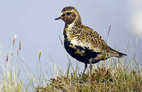 European Golden Plover