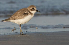 Tibetan Sand Plover