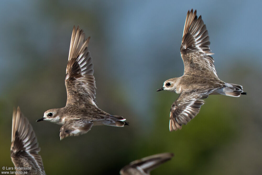 Tibetan Sand Plover, moulting, aspect, Flight