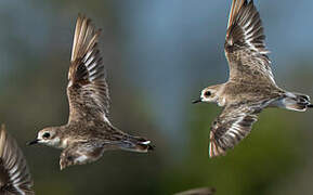 Tibetan Sand Plover