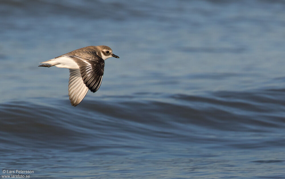 Tibetan Sand Plover