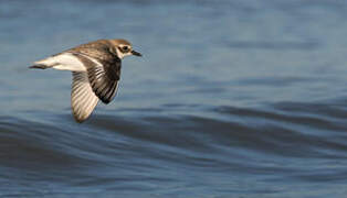 Tibetan Sand Plover