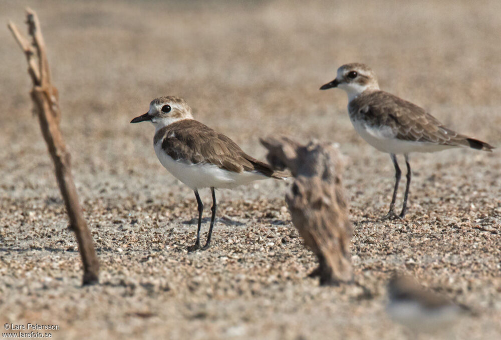 Tibetan Sand Plover