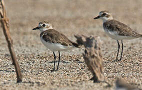 Tibetan Sand Plover