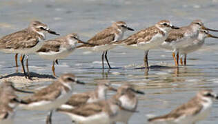 Tibetan Sand Plover