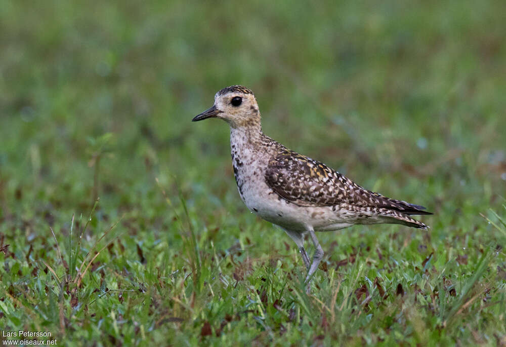 Pacific Golden Ploveradult transition, identification