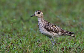 Pacific Golden Plover