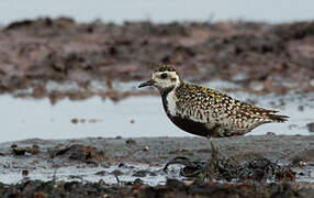 Pacific Golden Plover