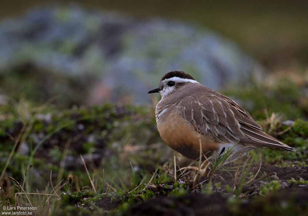 Eurasian Dotterel