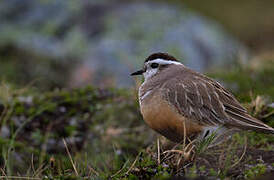 Eurasian Dotterel