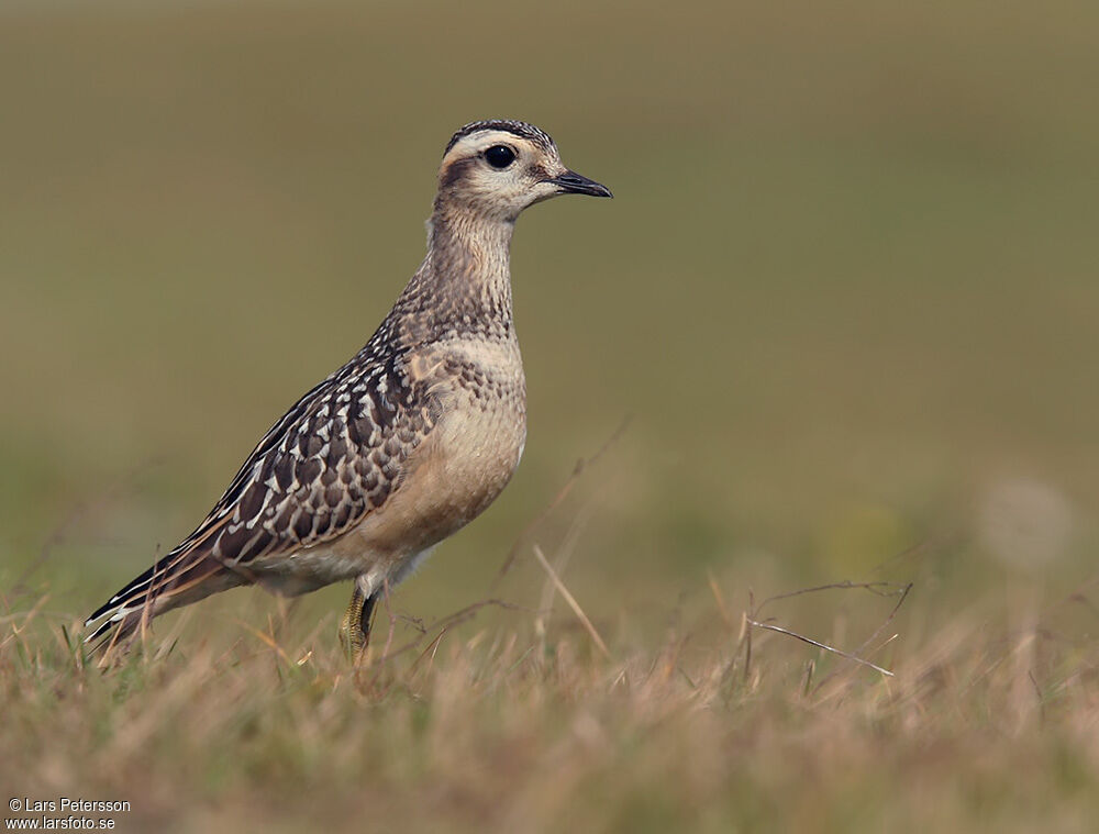 Eurasian Dotterel