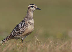 Eurasian Dotterel