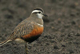 Eurasian Dotterel