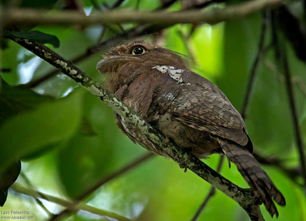 Javan Frogmouth