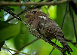 Javan Frogmouth