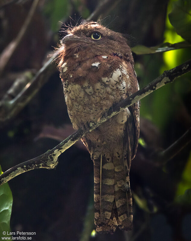 Javan Frogmouth