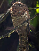 Javan Frogmouth