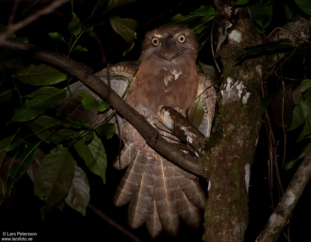 Solomons Frogmouth