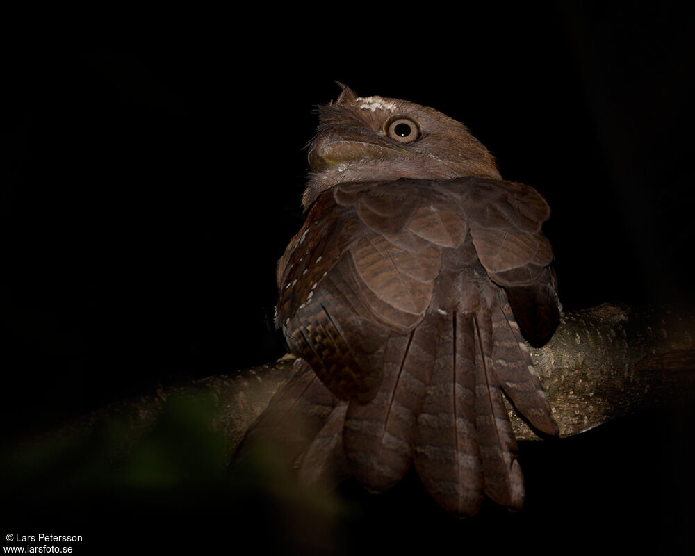 Solomons Frogmouth