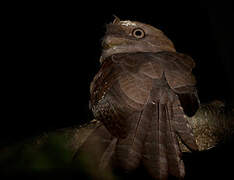 Solomons Frogmouth