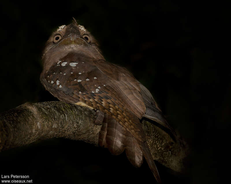 Solomons Frogmouth, identification