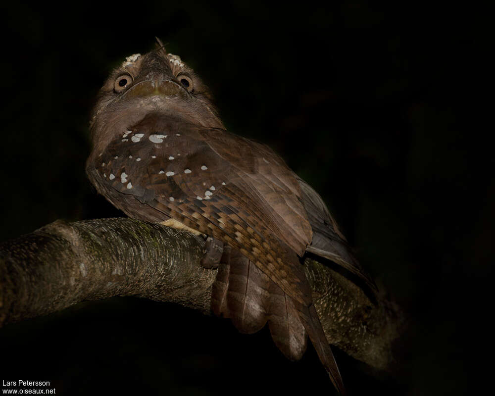 Podarge des Salomon, identification