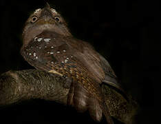 Solomons Frogmouth