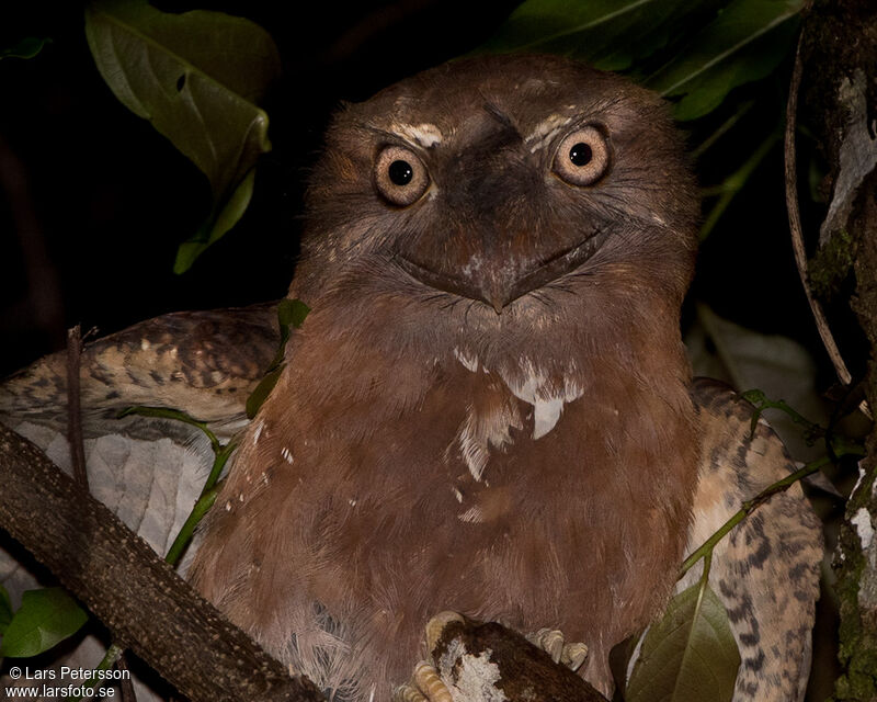 Solomons Frogmouth