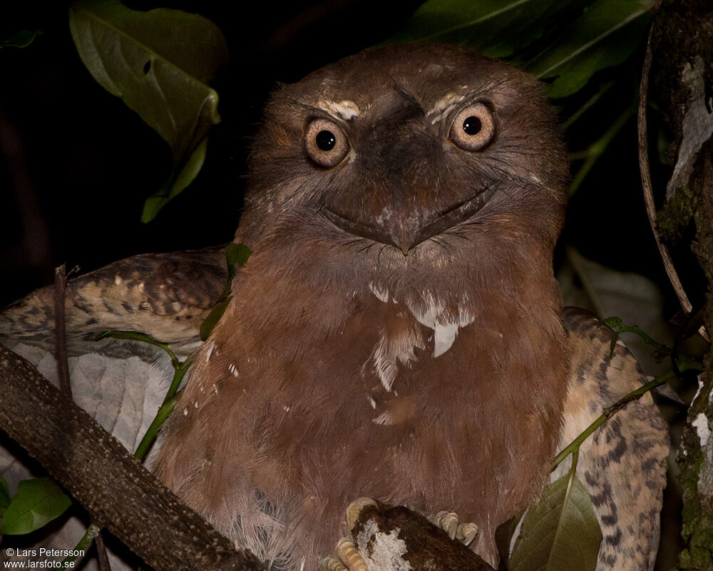 Solomons Frogmouth