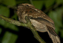 Gould's Frogmouth