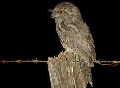 Tawny Frogmouth