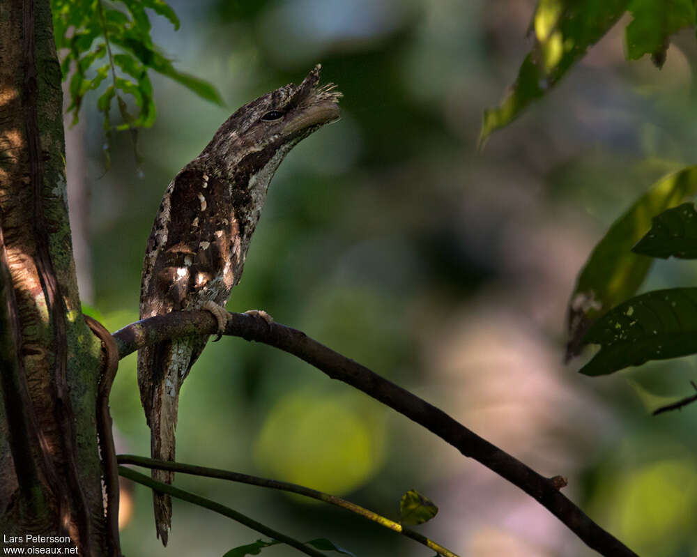 Podarge ocelléadulte, identification