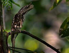 Marbled Frogmouth