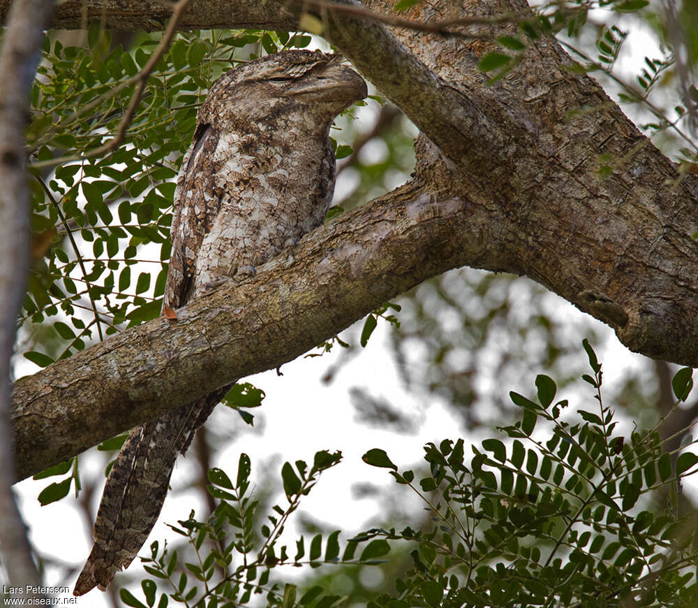 Papuan Frogmouth