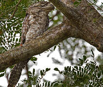 Papuan Frogmouth