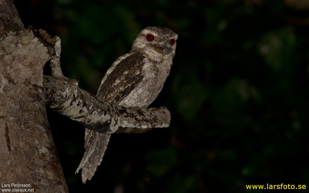 Papuan Frogmouth