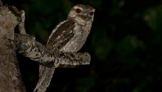 Papuan Frogmouth