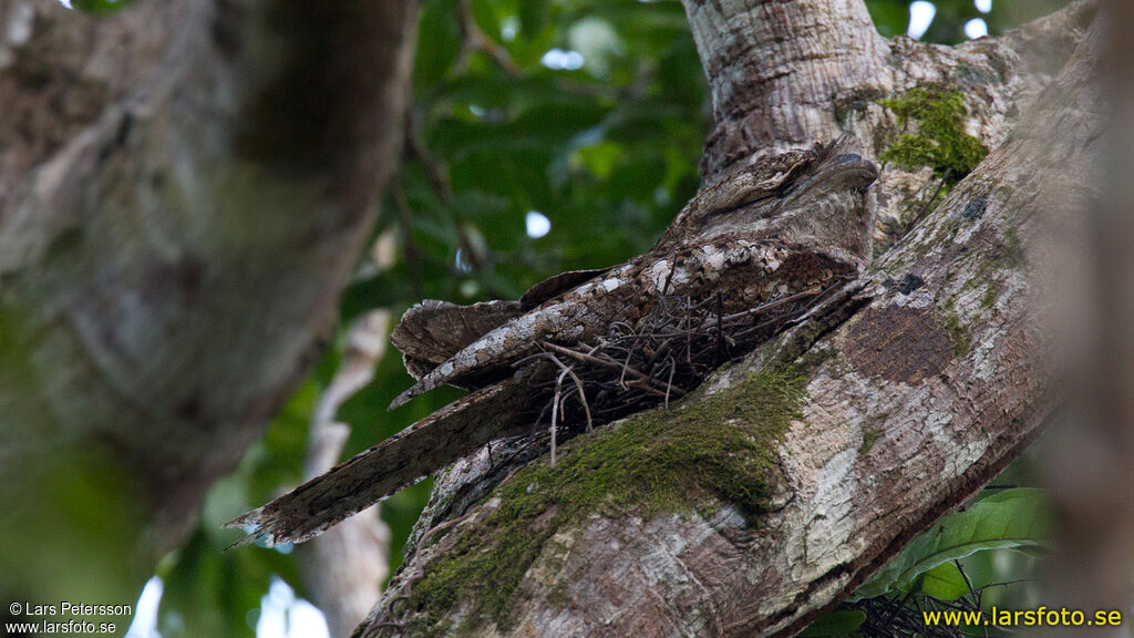 Papuan Frogmouth