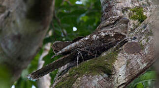 Papuan Frogmouth