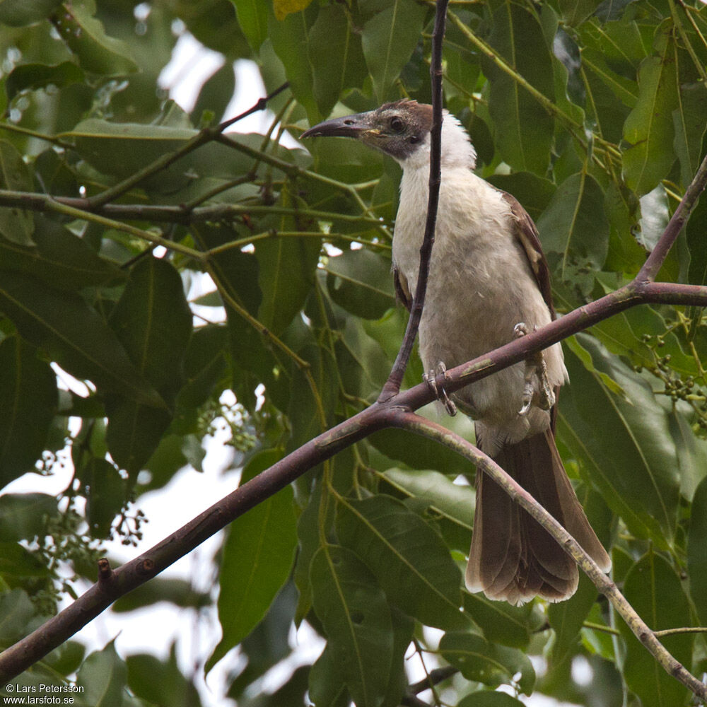 Manus Friarbird