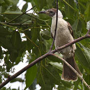 Manus Friarbird