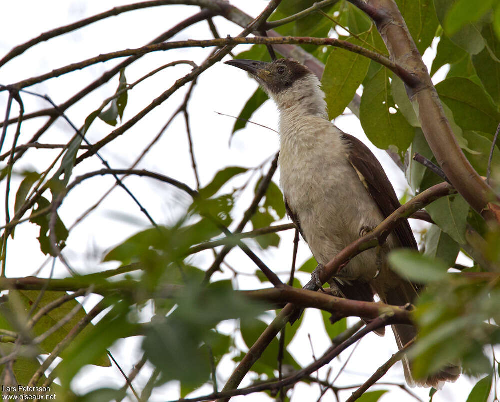 Manus Friarbird