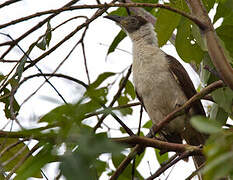 Manus Friarbird