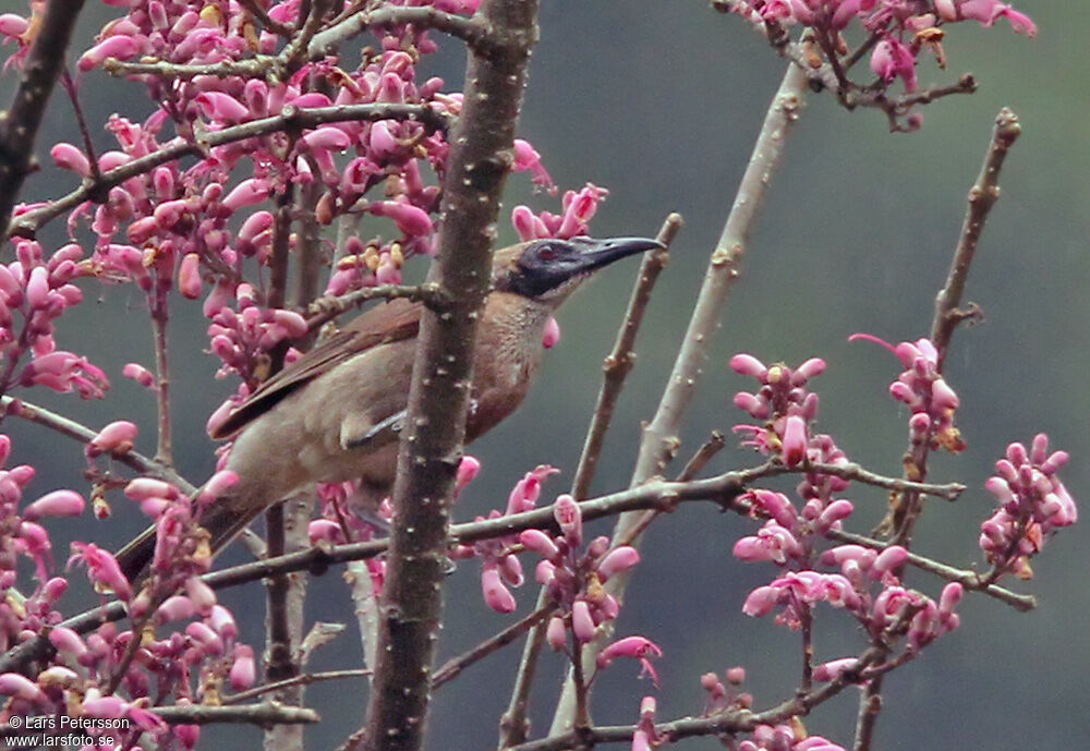 Helmeted Friarbird