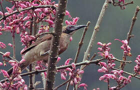 Helmeted Friarbird