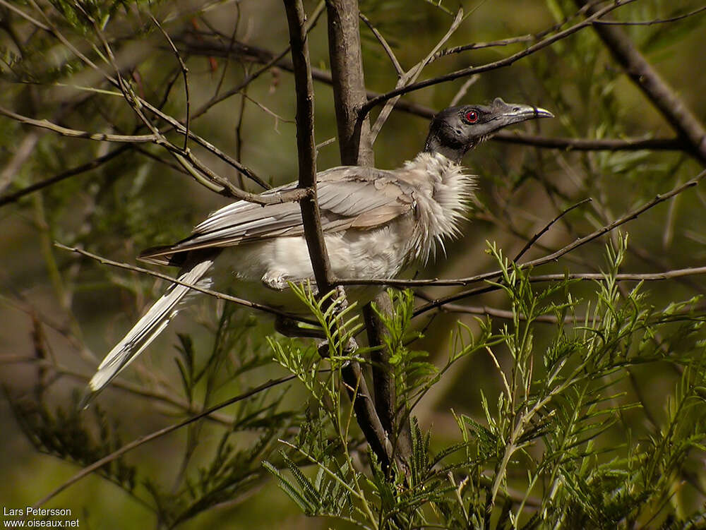 Noisy Friarbirdadult, identification