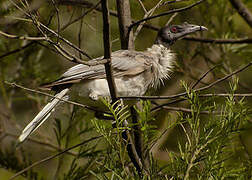 Noisy Friarbird