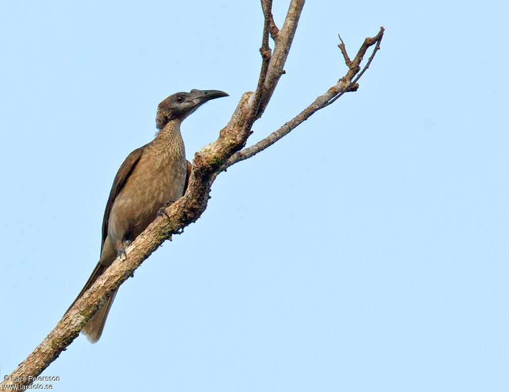 New Guinea Friarbird