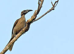 New Guinea Friarbird