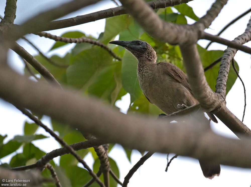 New Guinea Friarbird